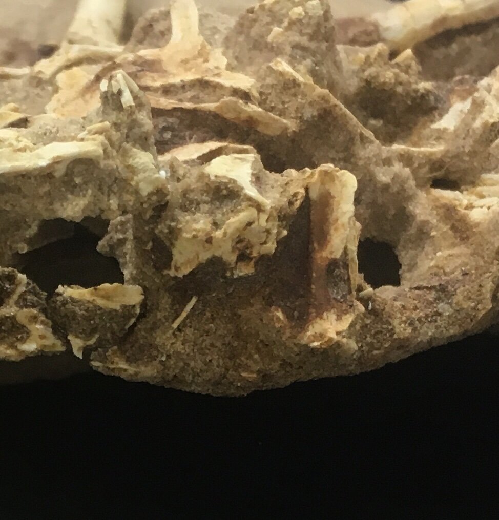 kohtapalaeo's tweet image. Shuvuuia deserti (MPC-D 100/120) in IPG, Ulaanbaatar, Mongolia #FossilFriday #ADA2019