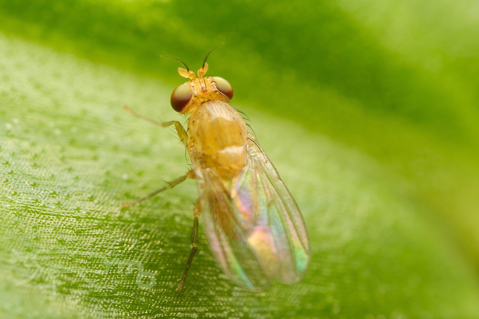 Twitter 上的 Mouuuusa 河川敷 たくさんいた黄色いハエ T Co Ucnfqon641 Twitter Twitter 上的 Mouuuusa 河川敷 たくさんいた黄色いハエ T Co Ucnfqon641 Twitter