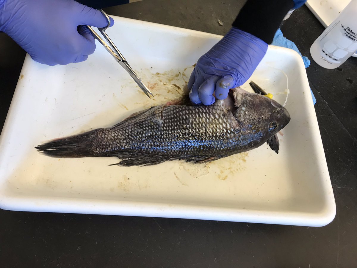 tdavenport83's tweet photo. On Fridays we filet fish 🐟#FiletFriday @Grabowski_Lab @louisecam93 @KikiSchreiber https://t.co/s76Q0jn15q