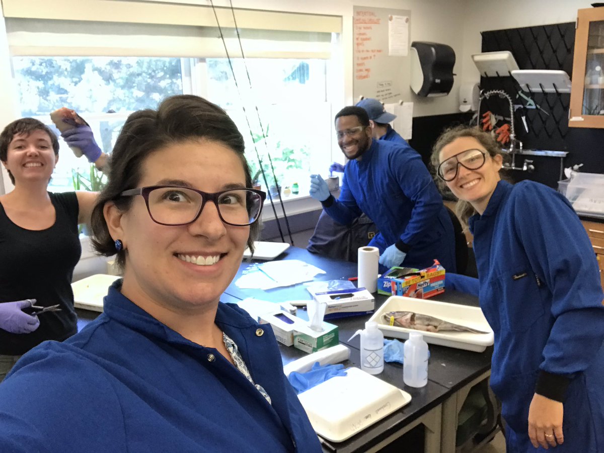 tdavenport83's tweet photo. On Fridays we filet fish 🐟#FiletFriday @Grabowski_Lab @louisecam93 @KikiSchreiber https://t.co/s76Q0jn15q