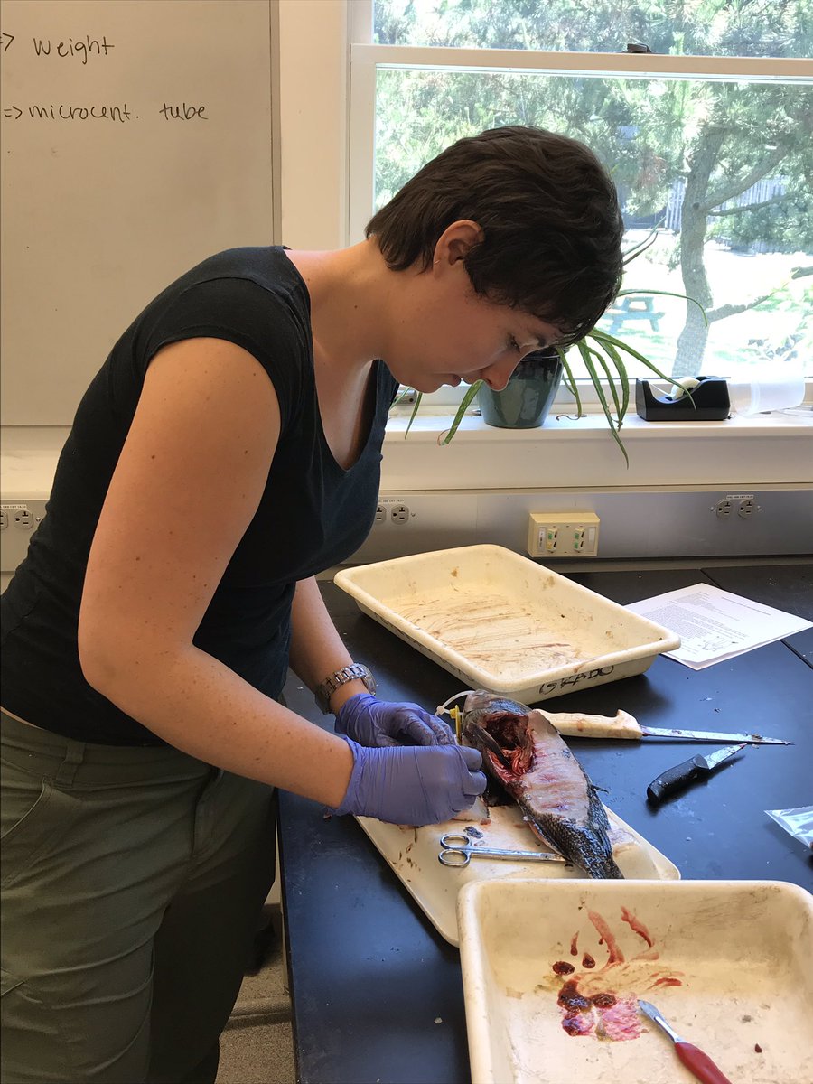 tdavenport83's tweet photo. On Fridays we filet fish 🐟#FiletFriday @Grabowski_Lab @louisecam93 @KikiSchreiber https://t.co/s76Q0jn15q