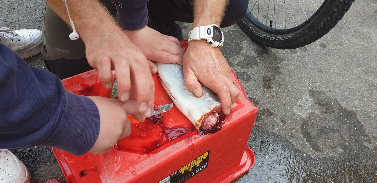 SilverdaleNT's tweet photo. Our fishing team with their catch, which will be taken home and cooked. Well done, everyone! 🐟
@SilverOutdoorEd #fishing https://t.co/CdNL7diDWJ