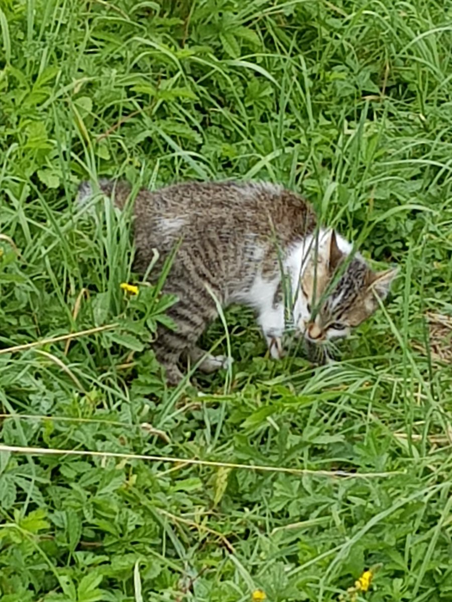 Chat Et Grossesse Font Ils Bon Ménage Untibebe Blog