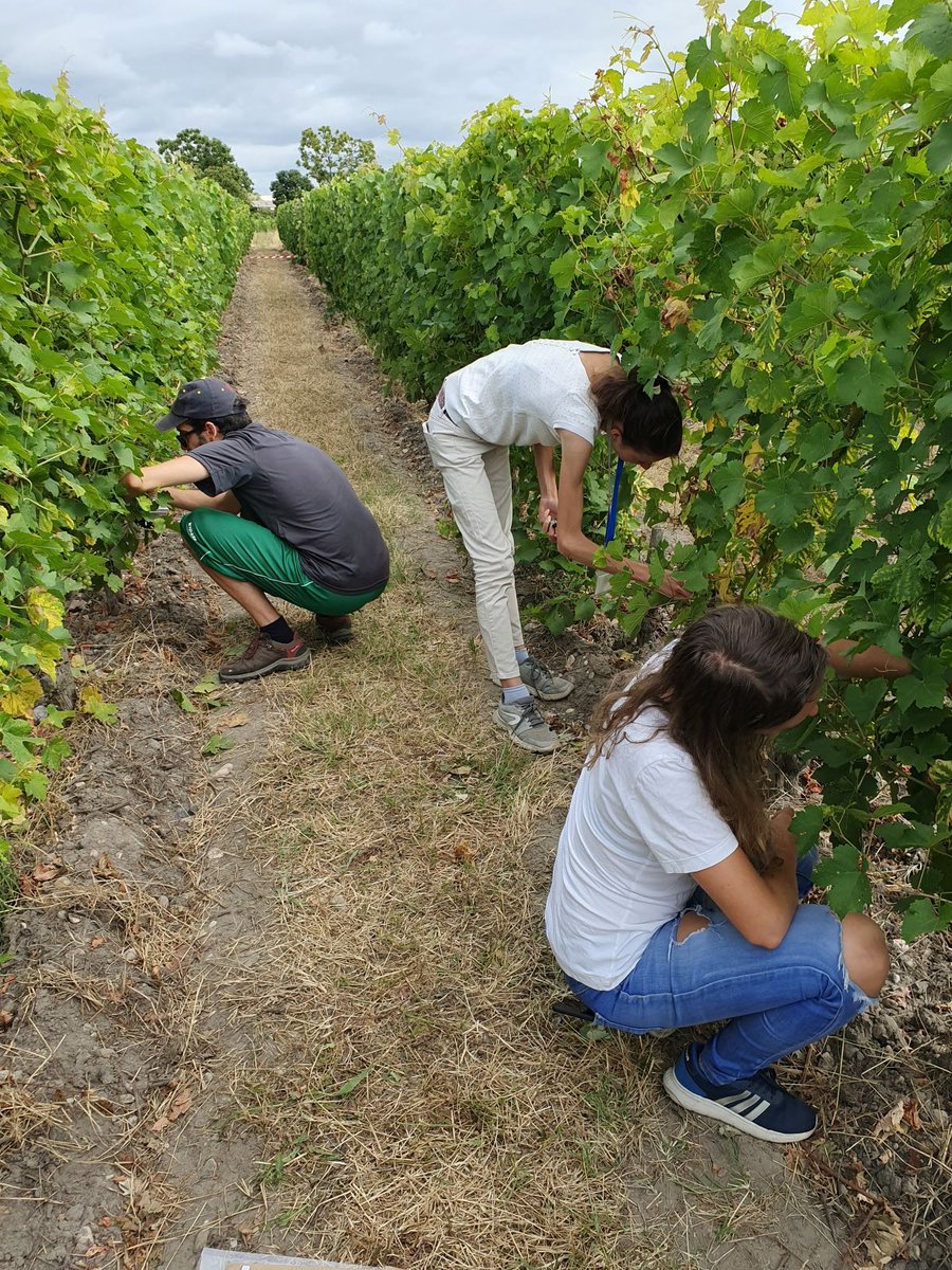 UMREGFV's tweet photo. La saison des prélèvements a commencé sur #Vitadapt. Chasselas: 1er des 52 cépages à analyser. Courage à tous ceux impliqués dans ce super projet. @isvv_bordeaux @Inra_BdxAqui @BdxSciencesAgro https://t.co/hMPnJG88eC