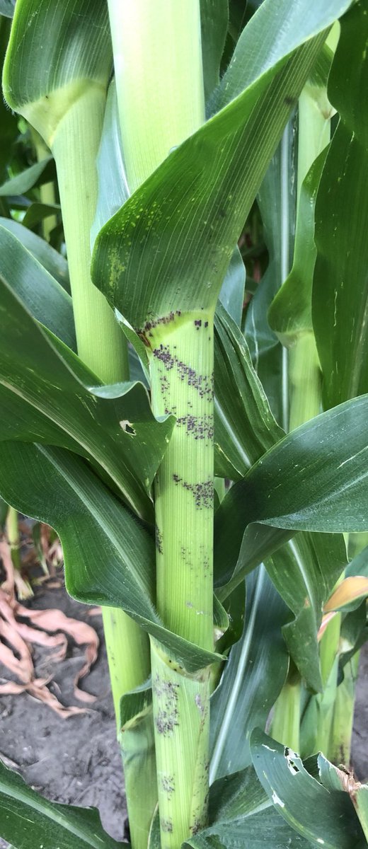 NWILTDR's tweet photo. #Physoderma showing up in quite a few lines in our #HistoryofCorn demo.  Thanks @WCILTDR for helping with diagnosis.  Learn more about it here: https://t.co/ICbeysd6ej https://t.co/yG7Av96ha8