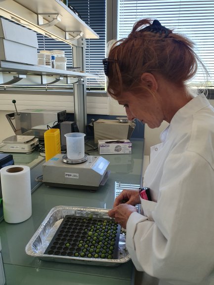 UMREGFV's tweet photo. La saison des prélèvements a commencé sur #Vitadapt. Chasselas: 1er des 52 cépages à analyser. Courage à tous ceux impliqués dans ce super projet. @isvv_bordeaux @Inra_BdxAqui @BdxSciencesAgro https://t.co/hMPnJG88eC