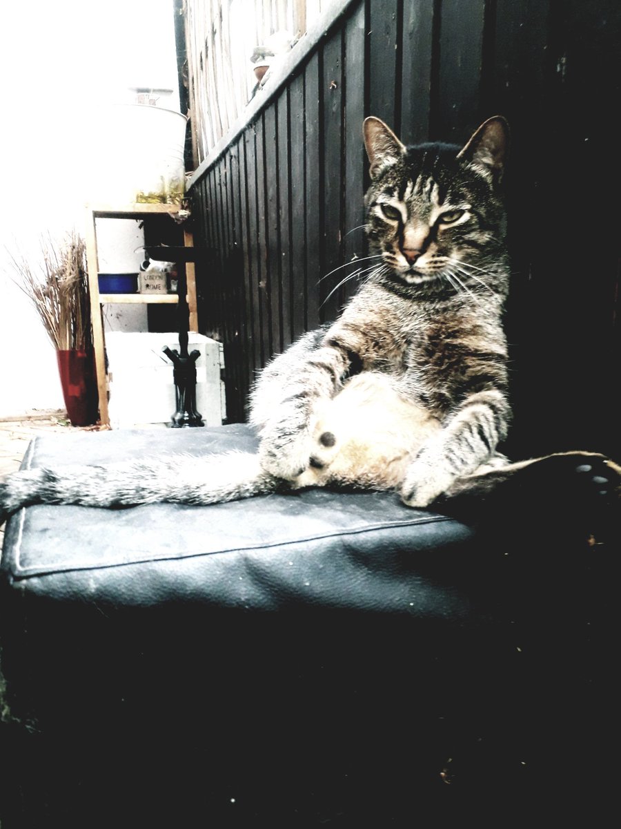 sandra_lueck's tweet image. #derChef wünscht euch allen einen schönen Freitag-Abend ♡

Kommt gut ins Wochenende 🐈

#Stevie the #Boss

#HandicapCat
#DerChefImHausBinIch
#Katze
#adoptDontShop