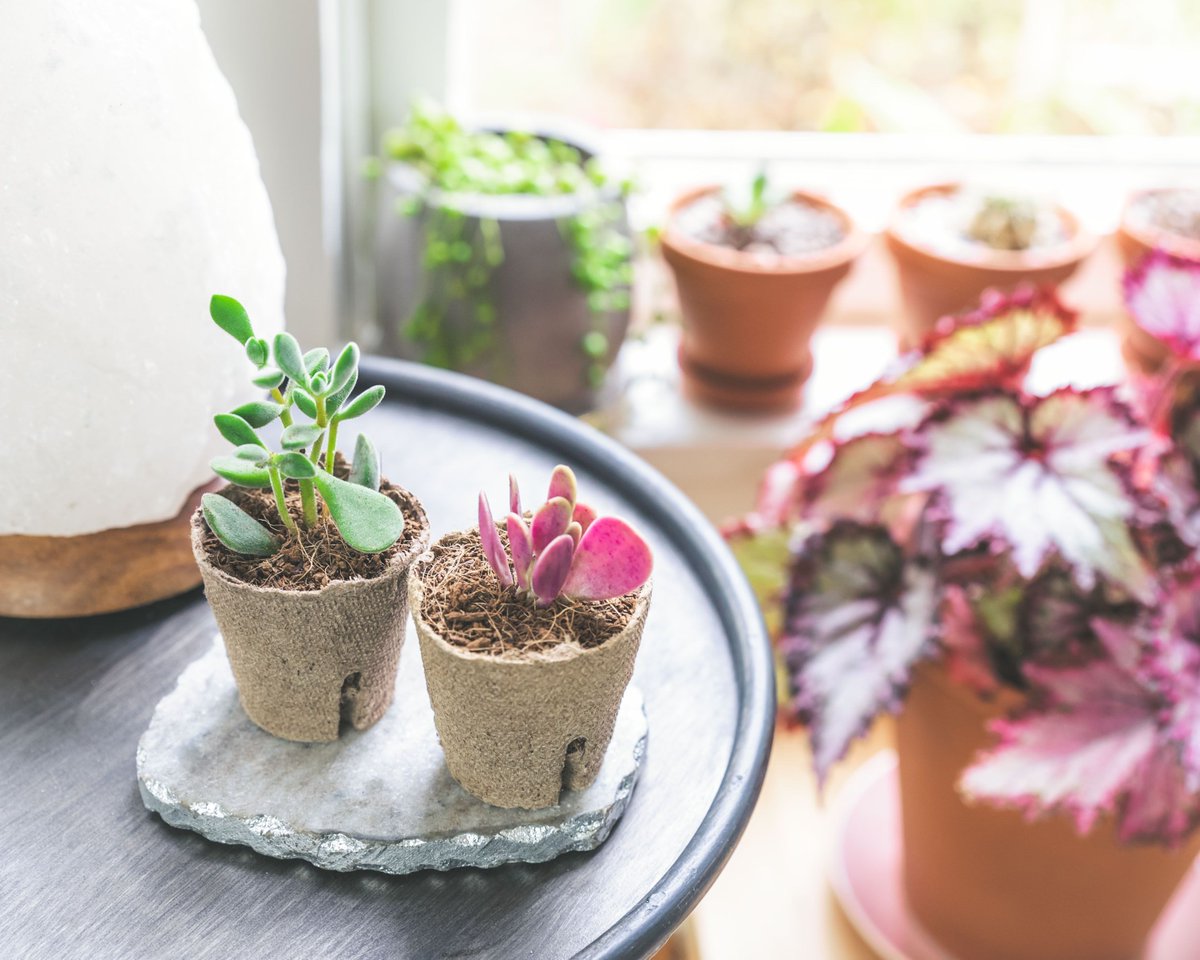 sucstu's tweet photo. Taking a note from these babes and heading into the weekend ready to soak up some summer sun. โ๏ธ๐ฑ#plantfamfriday #windowsillgang https://t.co/ae7zWLgGoP
