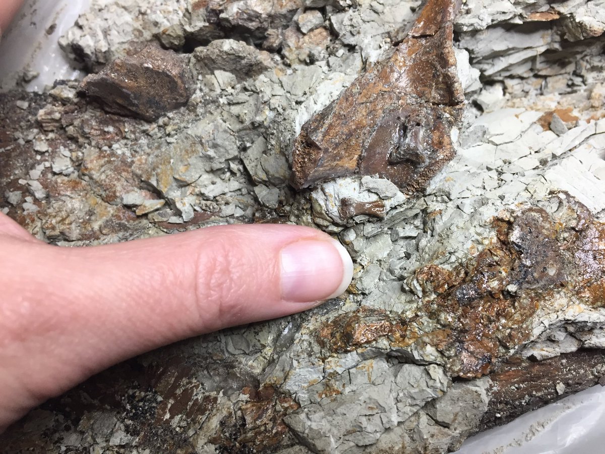 RoyalTyrrell's tweet photo. This crocodile specimen was collected in southern Alberta in summer 2018, and may represent a new species. #FossilFriday https://t.co/CEH0CKBPVU