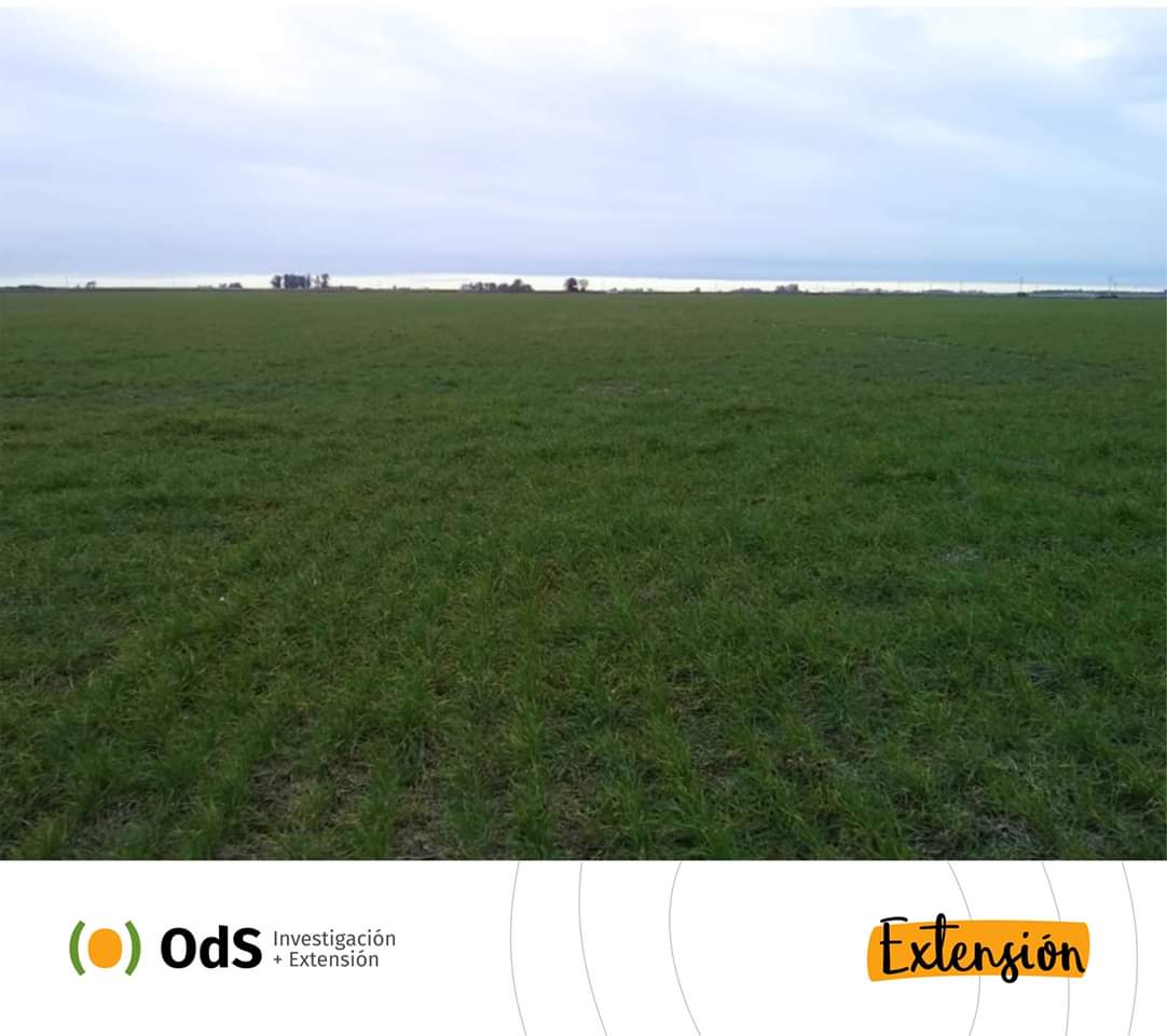 OdSagro's tweet photo. Esta semana también estuvimos de recorrida por #CultivosDeCobertura en el Oeste de Bs. As. Otra #agricultura es posible 🤝♻️✅ #ExtensiónODS #ODSTeam https://t.co/Cub62yE3Kj