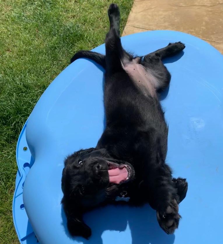 LunaWaggles's tweet photo. Hey human! Why don’t you take the lid off my pool? #puppy #puppypool https://t.co/VNLFDiPWO2