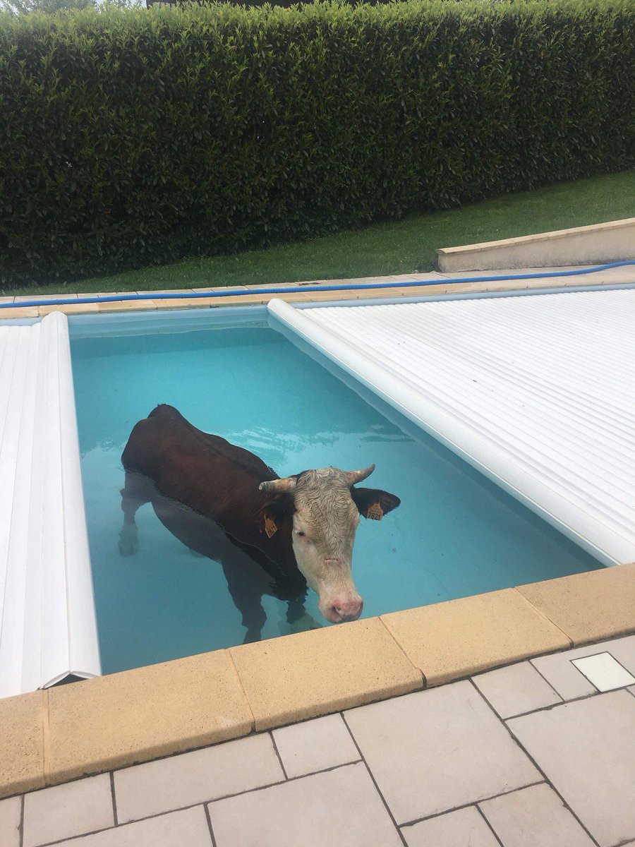 sivemorten's tweet photo. rt for watercow spoilers https://t.co/fb3Uj1Jpql