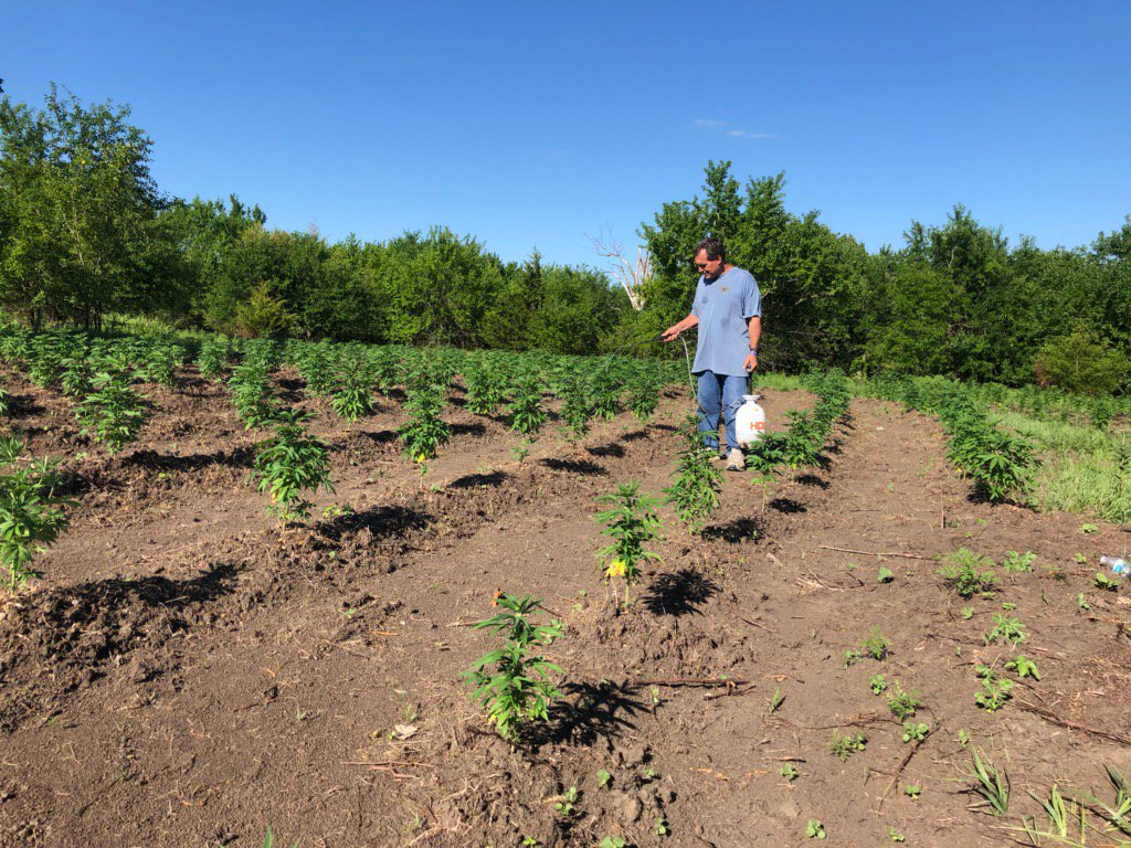 GreenglobeGGII's tweet photo. $GGII -over knee high on the 4rth of July. Growing right along. Stay tuned for updates on website and business to come.

#stocks #investing #CBD #HEMP https://t.co/hv6mnTIh74