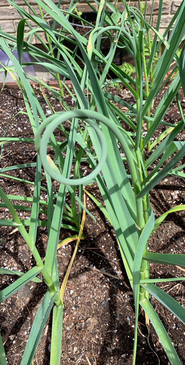 YYCGardening's tweet photo. Sautéd curly garlic scapes in a stir fry. They were delicious 😋 adding a spicy, slight hot, tang to the dish. Do you grow garlic? The Society’s Garlic Exchange starts Sept 7. The #yycgarlicfair is Sept 28. Plan to participate. #hortmember #garlic #yycgardening #growgarlic https://t.co/WIpgITa0u7