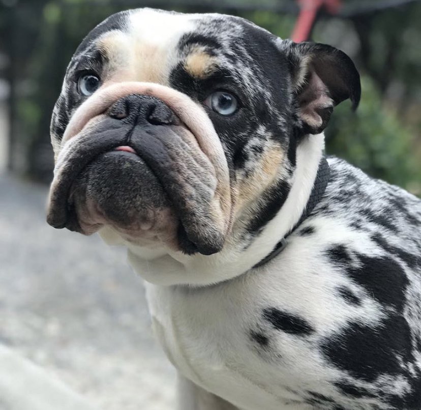 ItsSaySayCakes's tweet photo. Say hello to trouble #bulldog #dog #dogmom #puppy #love #atlanta #atl https://t.co/loutIK4egt