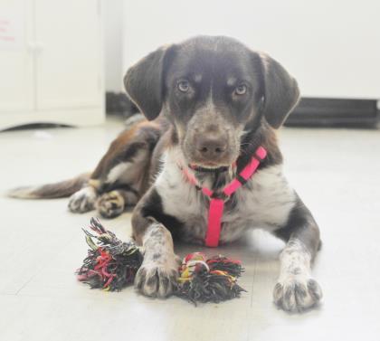nyshelterpets's tweet photo. 🐶 Come help #CHERRY ! #dogsoftwitter She needs a friend! #savealife 😊 https://t.co/c4wz1DWvro https://t.co/xgnJw6Ltrg