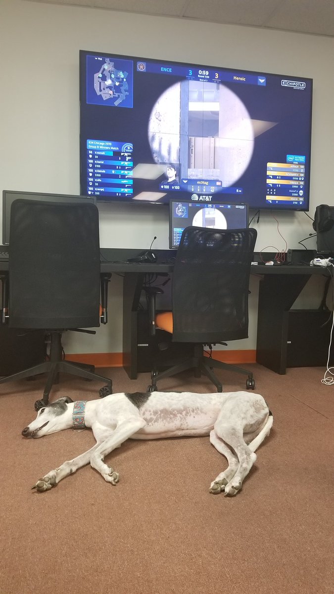 1 like = 1 pet
1 RT = 1 treat

show this perfect doggo some love please
