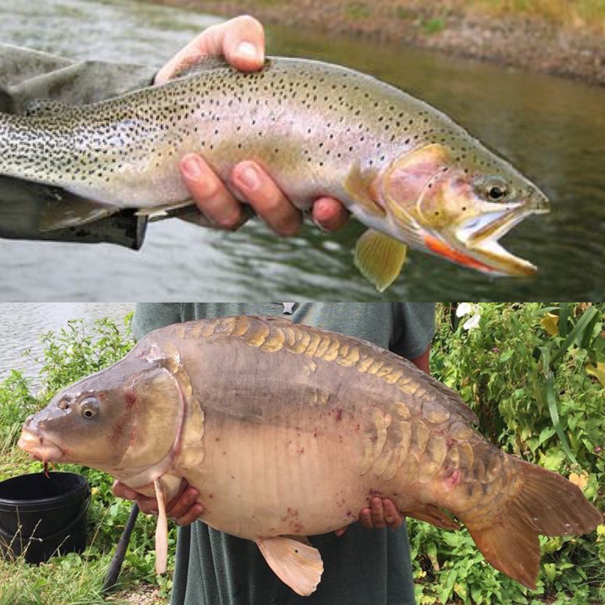 CarolMaudsley's tweet photo. @chuculchethhigh There’s a BIG difference between a trout and a carp!! #troutwatch #sizeiseverything #fishlesson #educatingCHU https://t.co/54APynIXhJ