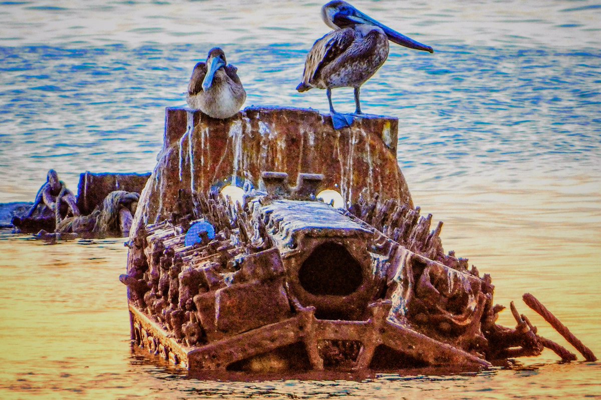 hammerclawmusic's tweet photo. Trinidad 🇹🇹 and Tobago 🇹🇹
#birds #boatmotor #TrinidadandTobago #nikon #nikoncoolpix #nikonphotography #street #islandlife #tropical #streetphotography #freelance #caribbean #travel #wonderlust #snapseed #nikoncoolpix #docks #dock https://t.co/x6n5fJxGoT