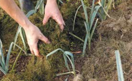 ademe's tweet photo. [LE SAVIEZ-VOUS] Le paillage protège, nourrit les #plantes et améliore le sol qui devient plus malléable. Fabriqué à base de #déchets de #jardin et #cuisine, il retient l'#eau et limite l'arrosage. Voici les conseils de l'@ademe pour un #jardinecolo🌱⬇️
https://t.co/cVExbzoRSw https://t.co/FZ7PhLlPhy