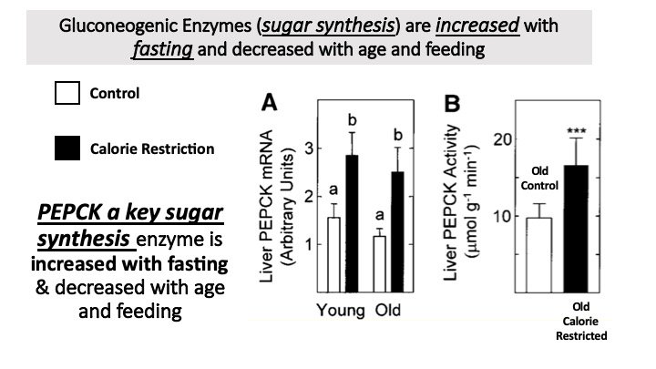eatmostlyfatali's tweet photo. Feeding, Fasting and Aging alter the ability to burn sugar, make sugar and handle protein breakdown @meganjramos @carlfranklin @GrassBased @DaveKeto @siobhan_huggins #ketofest2019 @FatEmperor @JeffryGerberMD @KetoCarnivore @ProfTimNoakes @ESodicoffMD @SBakerMD @KenDBerryMD https://t.co/mQ6LNnmQV5