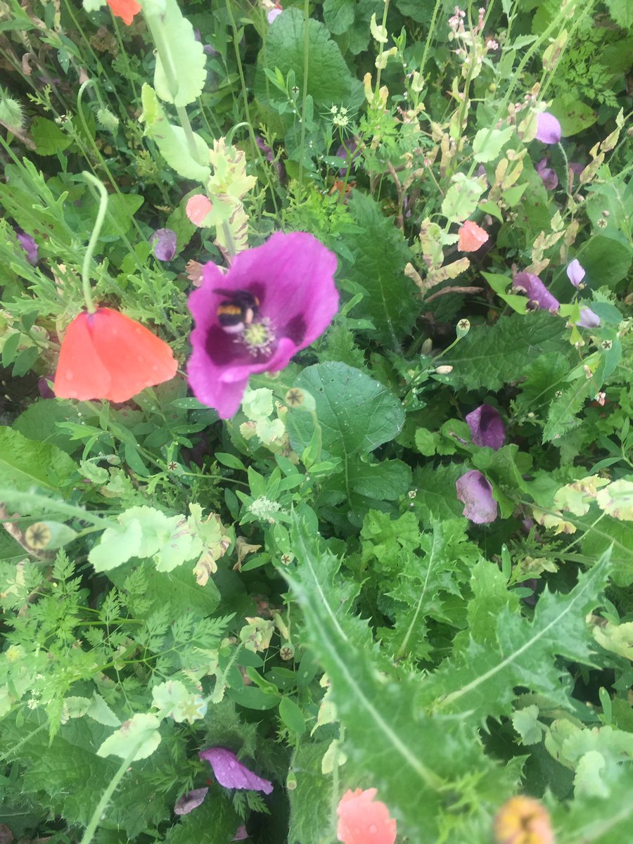 So here’s what happens when you dig a patch of ground in April and leave it alone all summer! Opium poppy might not be native but the bees do like it..