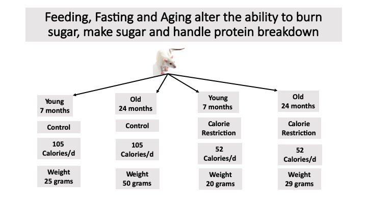 eatmostlyfatali's tweet photo. Feeding, Fasting and Aging alter the ability to burn sugar, make sugar and handle protein breakdown @meganjramos @carlfranklin @GrassBased @DaveKeto @siobhan_huggins #ketofest2019 @FatEmperor @JeffryGerberMD @KetoCarnivore @ProfTimNoakes @ESodicoffMD @SBakerMD @KenDBerryMD https://t.co/mQ6LNnmQV5