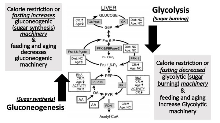 eatmostlyfatali's tweet photo. Feeding, Fasting and Aging alter the ability to burn sugar, make sugar and handle protein breakdown @meganjramos @carlfranklin @GrassBased @DaveKeto @siobhan_huggins #ketofest2019 @FatEmperor @JeffryGerberMD @KetoCarnivore @ProfTimNoakes @ESodicoffMD @SBakerMD @KenDBerryMD https://t.co/mQ6LNnmQV5