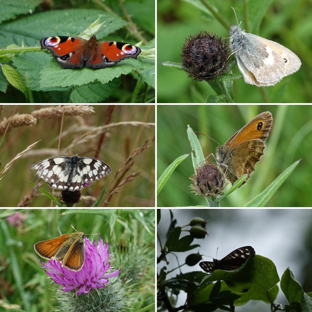 Butterfly_pics's tweet photo. Despite the #weather managed a reasonable #butterflycount during lunchbreak at #granvillecountrypark #telford @savebutterflies @JimAsherBC @AndrewCooperBC @ChrisGPackham @ShropshireStar @ShropsWildlife https://t.co/sOoiCCdLLU
