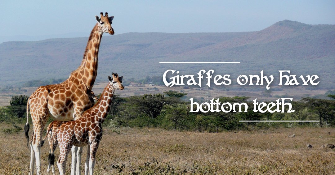 kensington2019's tweet image. #surprisingfact 🦒 Giraffes only have bottom teeth.

#doyouknow #funfact #fact #noteeth