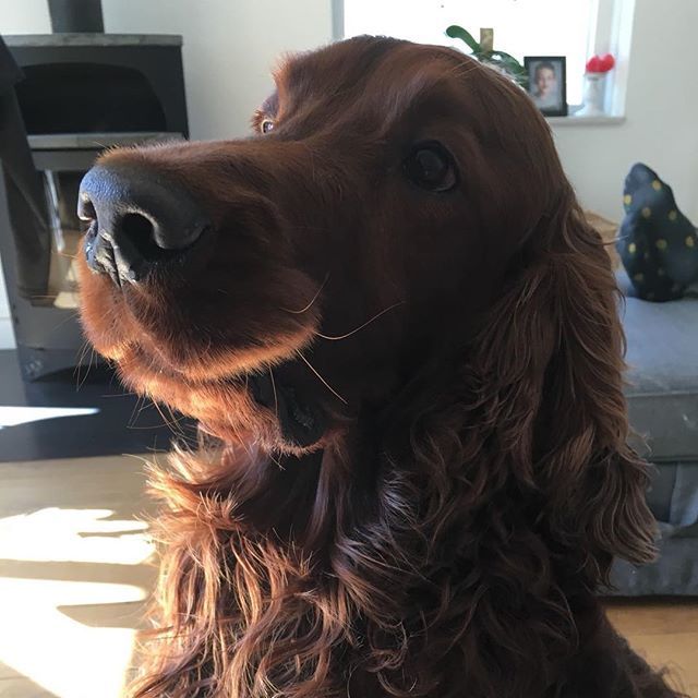 JamesJungleland's tweet photo. Smile .
#setterselfie #irishredsetter #irishsetter #redsetter #setter #setterofinstagram #setterlove #instasetter #dog #instagood #dogs_of_instagram #photooftheday #dogsofinstagram #instagramdogs #dogstagram #dogoftheday #instadog #thedailysetter  #birdd… https://t.co/08CEyiJffI https://t.co/NN5zjj0I3Q