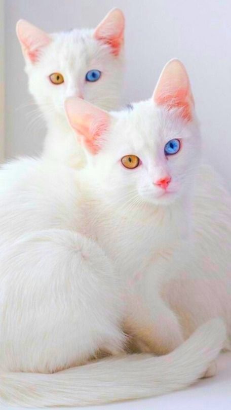 lailaima6's tweet photo. #dogs #dogsofinstagram #cats #birds #birdsofinstagram #travel #travelphotography #natgeo #wildnature #photography #art #mood #light #livefolk
#Cat #kittens #kitten #cats #animals #animal #instaanimal #cute #catlover #instacat #instakitty #pet #pets #lovecats https://t.co/OpATpJMr24