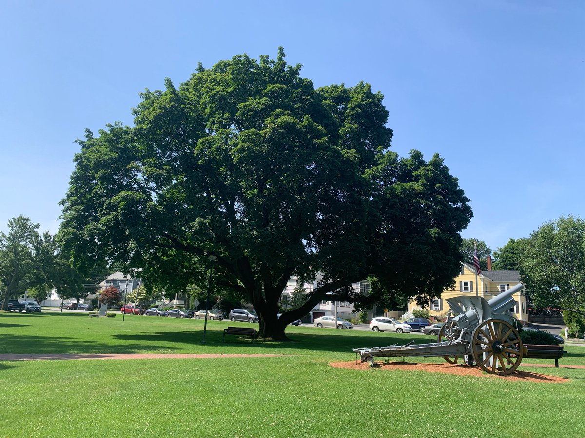 AndoverGIS's tweet photo. Check Out The Town of Andover's Great New Tree Story Map at https://t.co/JFoarDnAgs https://t.co/gK8I4yR82D