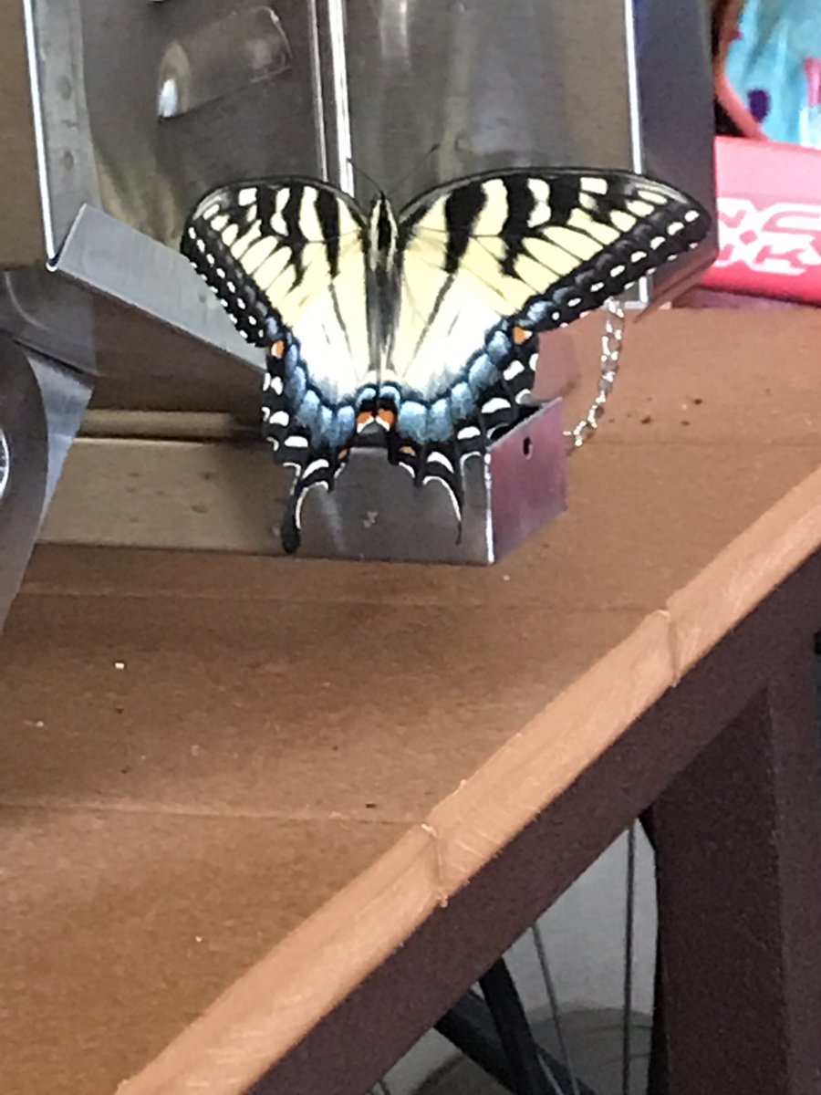 andrewselder's tweet photo. Check what we found in our garage today!!! https://t.co/hjX5ysjbj1