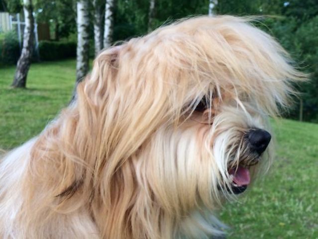 C_H4RL13's tweet photo. Ça fonctionne plutôt bien #FaceApp.
#FaceAppchalenge #Trump https://t.co/lRIs4NSXDQ