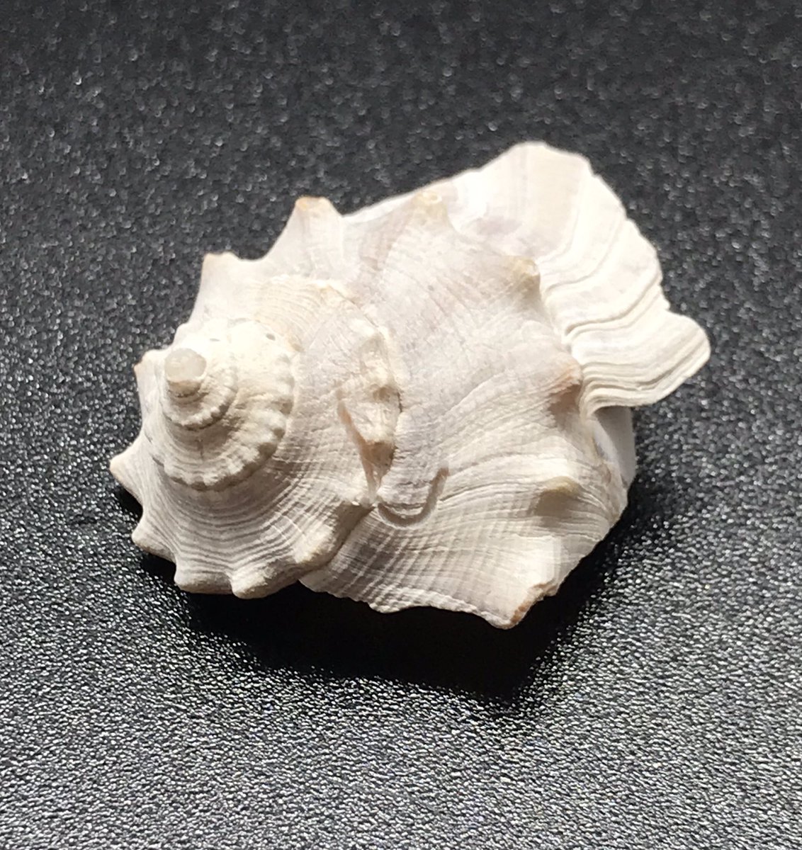 beachlovecandle's tweet photo. #shelllove #beachlove #lit #candlebossπ #beach #love #candles #allday #shells #luxury #fragrances #MyrtleBeach #sc https://t.co/lsgJg55e7n