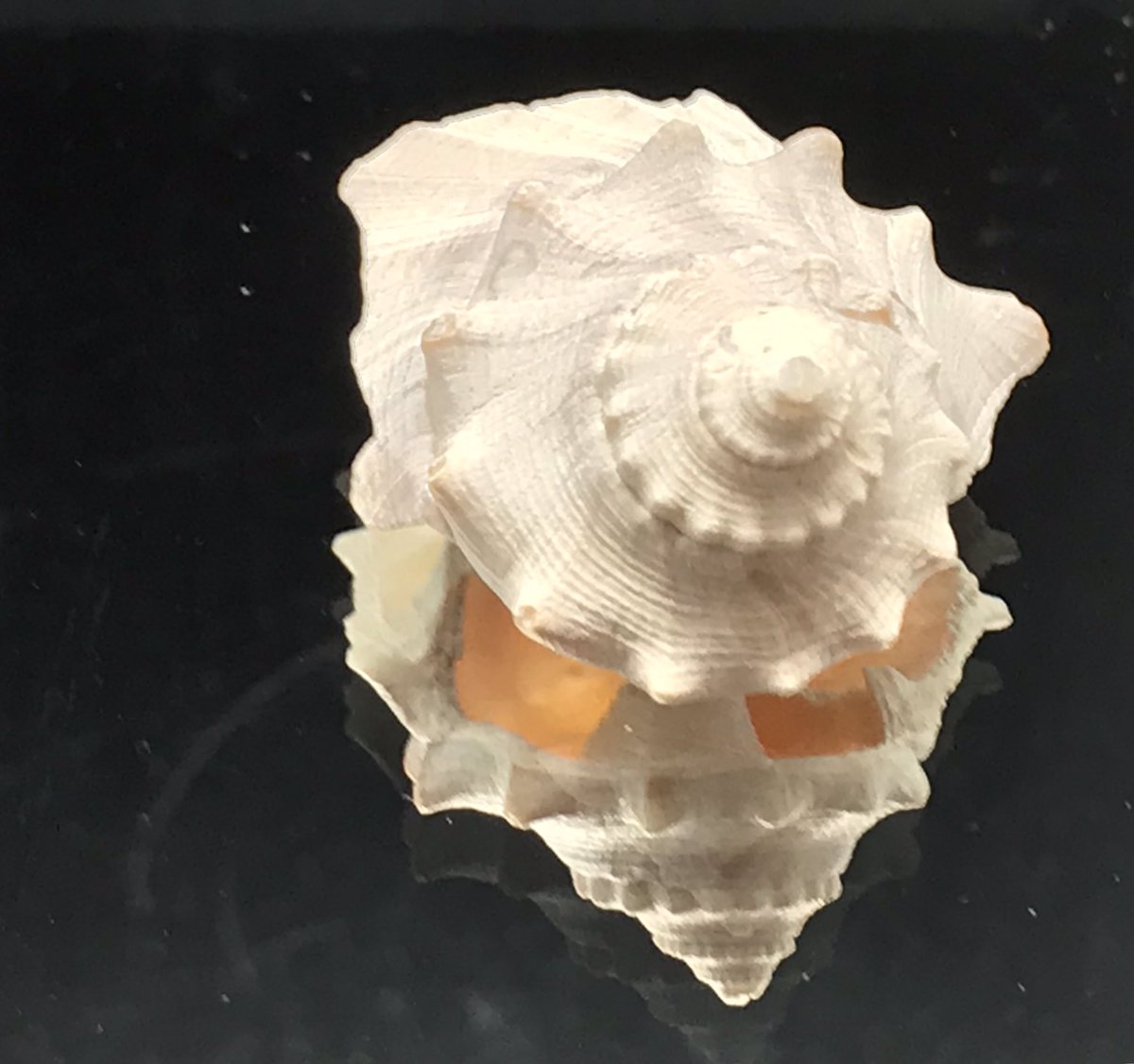 beachlovecandle's tweet photo. #shelllove #beachlove #lit #candlebossπ #beach #love #candles #allday #shells #luxury #fragrances #MyrtleBeach #sc https://t.co/lsgJg55e7n