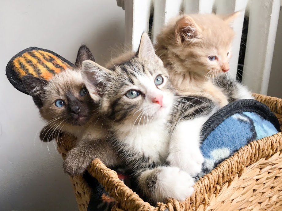 North Shore Animal League America tweet media