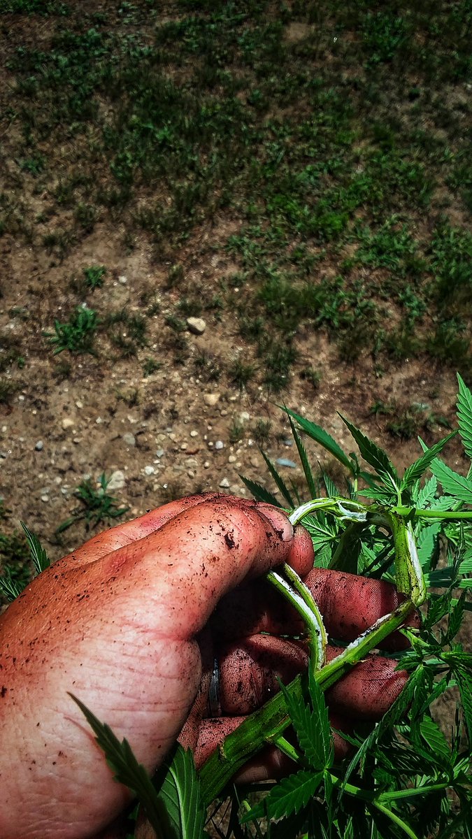 Killing my male 😈😈😈
#growyourown #garden #medicalmarijuana #coffeeandcannabis #maryjane #wakeandbake #weedporn #nature #420life #picoftheday #happyme #weed #coffee #marijuana #life #highlife #love #art #travel #explore #maine #family #photography