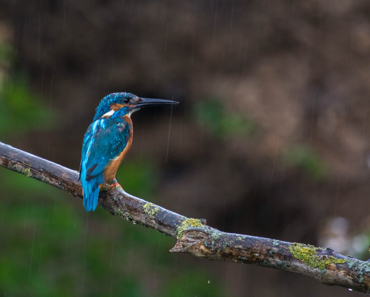 Wildlifehappens tweet media