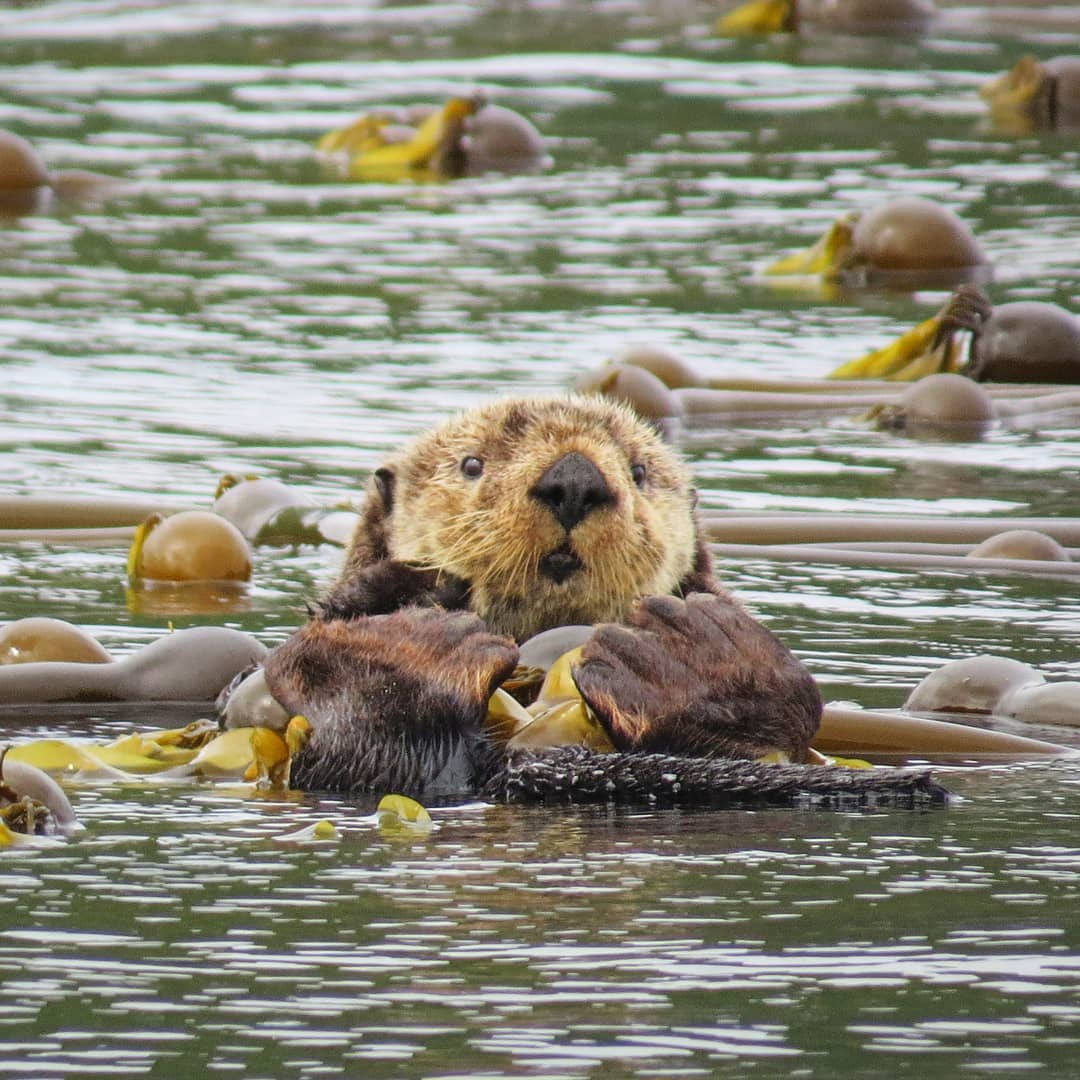 What are these weird hoomans with tanks on their backs doing in my kelp forest? - Dive monitor otter Pic @KHinc