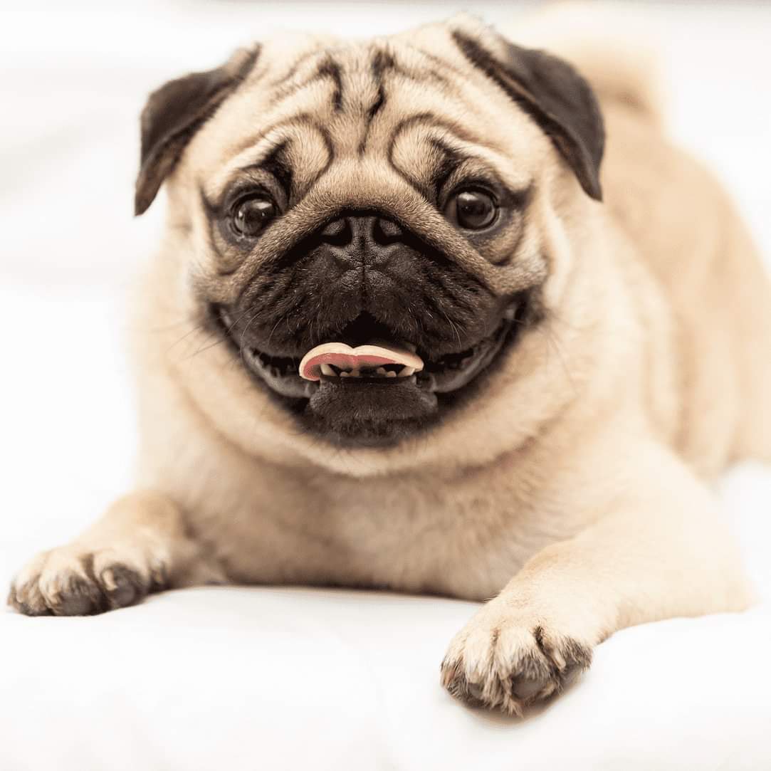 HolyCowCritters's tweet photo. Furry Friend Friday Fun Fact!
Did u kno it’s a myth that dogs don’t sweat. Of course, dogs pant 2 cool down, but they actually have sweat glands bet. their paw pads. 💦🐶
#tailwag #dogplaytime #puppylove #petmom #dogmom #pawtree #doglover #puppypaws
https://t.co/2MEJna9wwV https://t.co/EJs0Kitx4t
