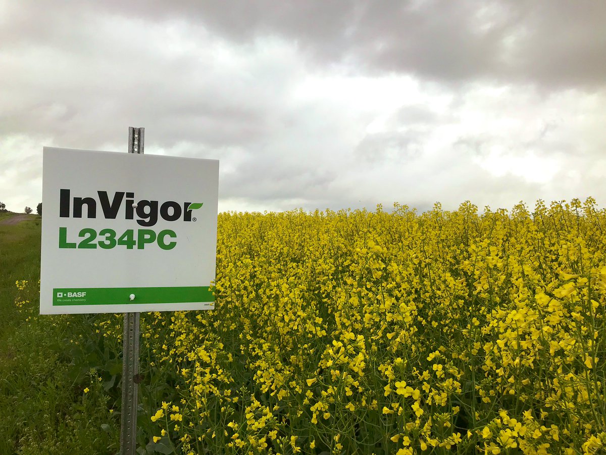 KarlOesch's tweet photo. Signed the field today. A week ago was a #Cotegra day. #BASFinYourField #InVigor #L234PC looking dashing! @BASFAgSolutions https://t.co/c1QbB0gkPR