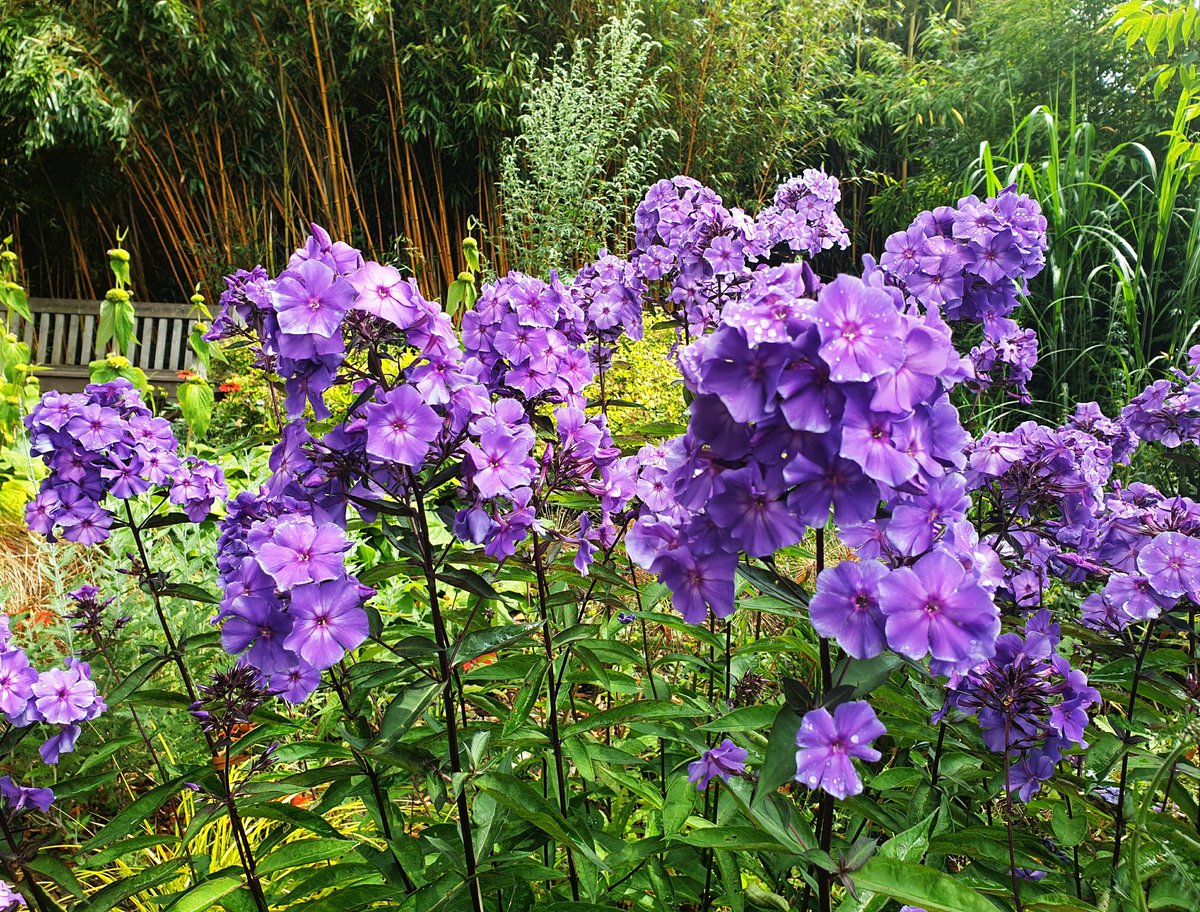 christophhowell's tweet photo. Phlox paniculata 'Blue Paradise' in the Grass Garden today. The flowers are a deeper blue than they appear in the photograph and the scent is gorgeous. https://t.co/jglsDOKSx0