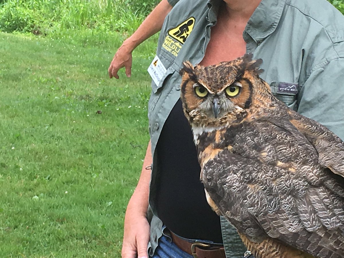 Great horned owl at The Old Field