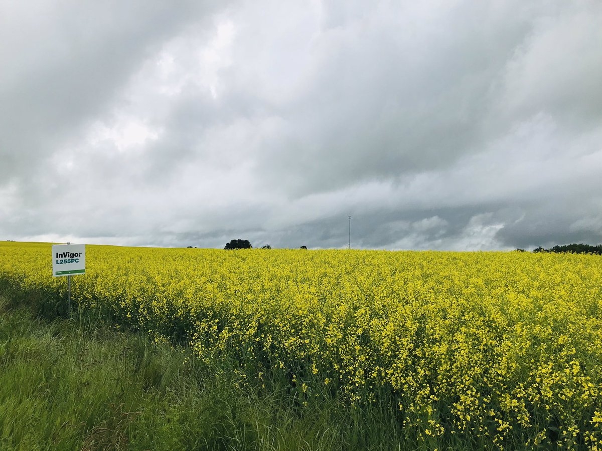 KarlOesch's tweet photo. Another beauty field of #InVigor canola south of Vermilion! It’s a cool wet day today 🙄🌧 @BASFAgSolutions #L255PC #stronglegs #bigyields https://t.co/bwhyns7ev4