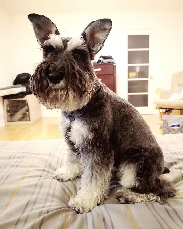 MilliePinkMini's tweet photo. I may not have show dog ears but I think I still look perfect!
#perfectears
.
.
#schnauzerlife #schnauzermini #loveschnauzers #schnauzerlife #schnauzeroftheday #schnauzerofinstagram #schnauzerlove #schnauzerlovers #schnauzermini #minischnauzerlife #miniโฆ https://t.co/b03iNDMUud https://t.co/OuJrfCZcYs