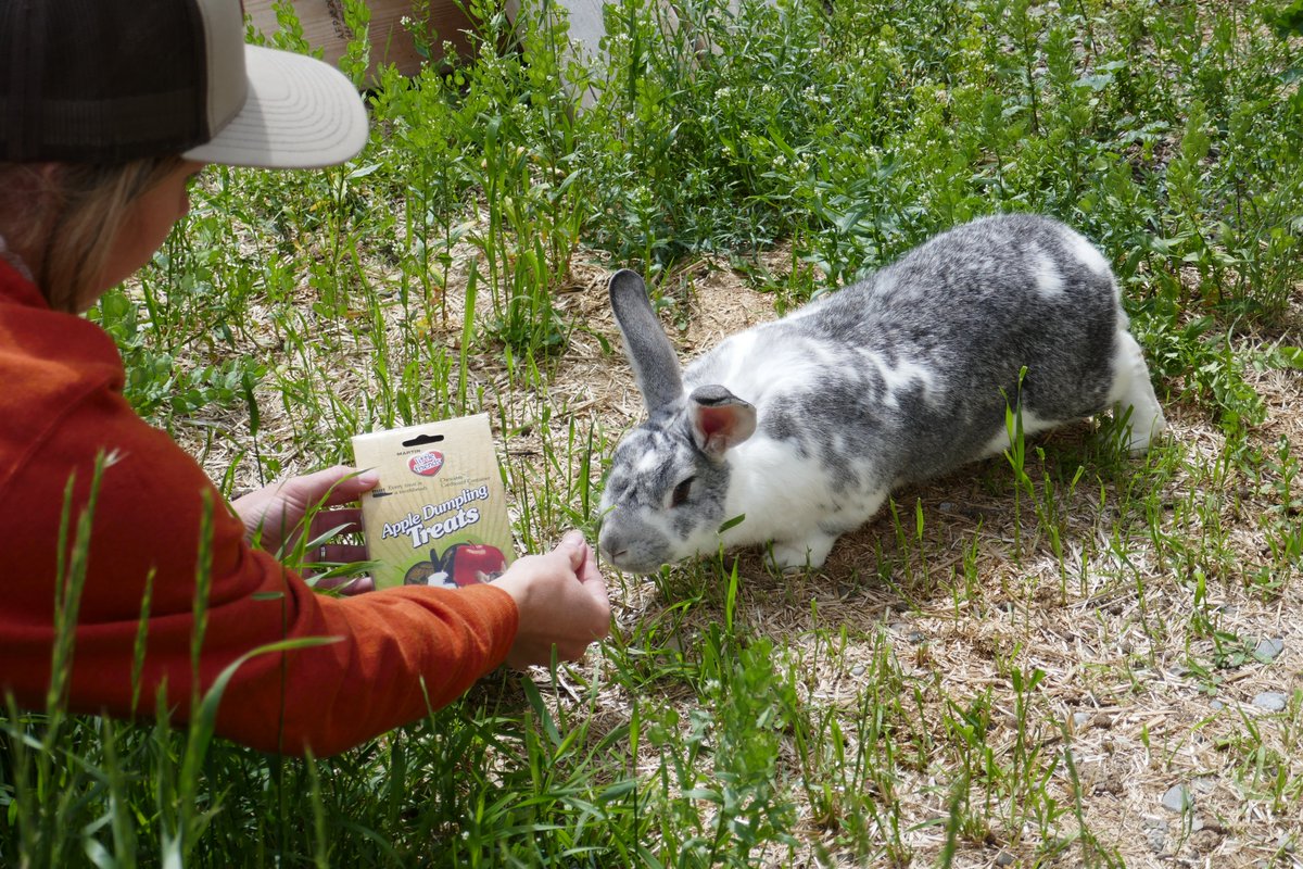 MartinsPets's tweet photo. Amber loves her little friends, and Mimsy loves her #LittleFriends! #MartinSmallPet #AmbersRabbitMimsy https://t.co/UGYDepYO0P