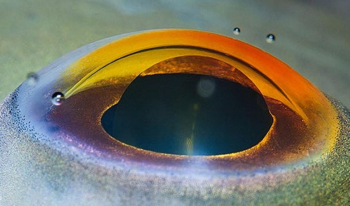 ¡Abre los ojos! Déjate impresionar por esta galería de ojos de #animales. ¿Sabes a cuál pertenece el de esta fotografía? https://bit.ly/2HyiUNl