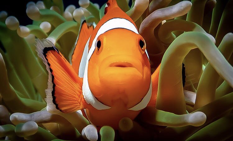 UmaGotaNoOceano's tweet image. - Tá tirando uma foto minha, ô, palhaço?

(Registro de um peixe-palhaço dentro de sua anêmona, na Indonésia. Foto de Henry Fila, via Instagram da @natgeobrasil)